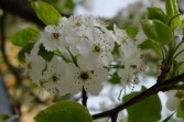 Frühlingsblüten 1 4